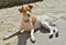Parson Russell Terrier 2