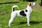 Parson Russell Terrier dog