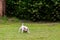 Parson Russell Terrier Dog With His Favorite Ball