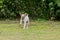 Parson Russell Terrier Female Dog Running