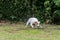 Parson Russell Terrier Female Dog Running