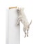 Parson Russell terrier jumping to reach a bone