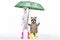 Parson Russell Terrier and raccoon standing in rubber boots under an umbrella