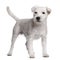 Parson Russell Terrier standing