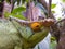 Parson\'s chameleon (Calumma parsonii)