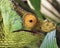 Parson\'s chameleon (Calumma parsonii)