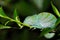Parson`s chameleon Calumma parsonii