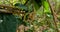 Parson\\\'s chameleon (Calumma parsonii), Madagascar wildlife animal