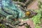 Parsons chameleon Calumma parsonii, portrait in Madagascar