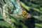 Parsons chameleon Calumma parsonii, portrait in Madagascar