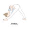 Parsvottanasana or Intense Side Stretch Pose. Vector