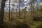 Part of the ancient Caledonian Forest in the Cairngorms, Scottish Highlands