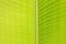 Part of banana leaf structure textured abstract background