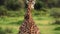 Part of body of Masai giraffe. Oxpecker birds live in symbiosis with giraffes. Clean neck from ticks and parasites
