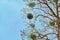 Part of a branchy tree against the background of the sky