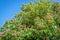 Part of a budding and blooming red horse-chestnut tree from close