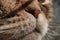 Part of the cat's face close-up, wet nose, whiskers and mouth. Animal basking in the sunshine.