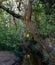 Part of the Celandine walking route, along the banks of the River Pinn, Pinner, Eastcote, Hillingdon, UK.