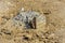 Part of the concrete pillar and a rusty piece of iron reinforcement sticks out of the yellow sea sand.