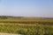 A part of a cornfield that is harvested 