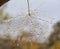 Part of dandelion with water drops isolated in natural environment