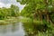 Part of the Eglinton Canal, marshy terrain among plants and trees with green foliage