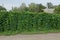 Part of a fence overgrown with green vegetation with leaves on the street