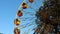 Part of the ferris wheel against the background of foliage and heaven