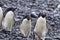 Part of a flock of adelie penguins walk on the rocky shoreline