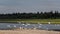 Part of a flock of wild Northern white birds seagulls flies waving their wings over the Bank of the river Viluy in Yakutia