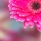 Part of a flower gerbera with dew drops selective focus