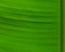 Part of a green banana leaf