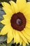 Part of head of sunflower closeup