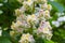 Part of horse chestnut inflorescence close-up on blurred background