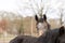 Part of horse heads into a herd of stallions. They look curiously into the camera, black and gray colors. Horses are dirty from