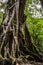 Part of huge ancient Banyan tree roots close-up in botanical garden Bedugul, Bali, Indonesia