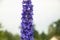 Part of the inflorescence of the bright blue flower of the delphinium against the sky. In one of the flowers sits a bee. place for