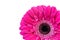 Part of inflorescence of pink gerbera flower for congratulations on a holiday, event.Isolated on a white background.