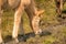 A part of a konik horse foal. The cute young animal eating grass