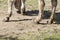 Part of a long-haired donkey grazing in a green meadow at a farm, very bad hooves