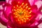 part of lotus flower Ellisiana or Tubtim Siam Water Lily blooming on pond