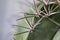 Part of a melocactus - Turk`s-cap cactus - with spikes