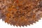 Part of old rusty circular saw blade