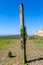 Part of an old weathered groyne on the beach, at Hope Gap on the Sussex Coast