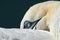 A part of one bird head in the wild Northern Gannet on the island of Helgoland on the North Sea in Germany