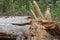 part of one broken large old gray brown tree in nature in the forest