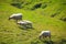 Part of the path Skogau Falls - Vic village, grazing sheep