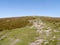 Part of path up to Great Dodd, Lake District