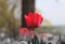 A part of picture is in colour. And rest is in black and white. A one tulip is in beautiful red colour. A good present for your mo