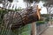 Part of a pine tree trunk fallen on a railing after windstorm